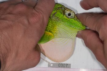 Media type: image;   Herpetology R-186214